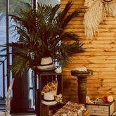 Tropical Treasure Plant Rental 6/7 Feet Tall