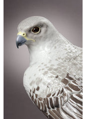 Gyrfalcon Sculpture - Limited Edition