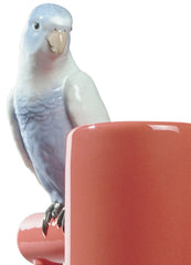 Parrot Parade Vase, Coral