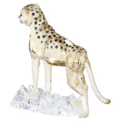 Elegance of Africa SCS Cheetah Baby Jabari