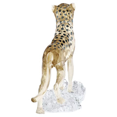 Elegance of Africa SCS Cheetah Baby Jabari