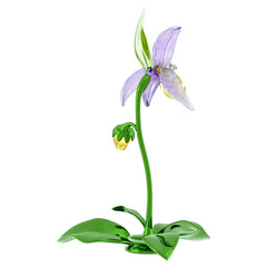 Florere Lady Slipper Orchid