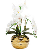 White Orchid Plant