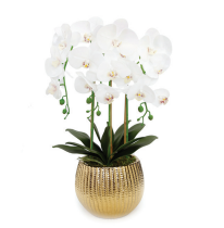 White Orchid Plant