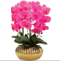 Pink Orchid Plant