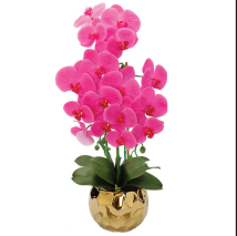 Pink Orchid Plant