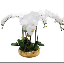 White Orchid Plant